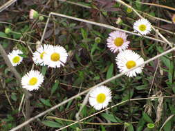 Image of Latin American Fleabane