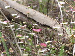 Image of Latin American Fleabane