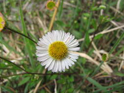 Sivun Erigeron karvinskianus DC. kuva