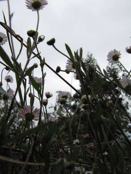 Sivun Erigeron karvinskianus DC. kuva