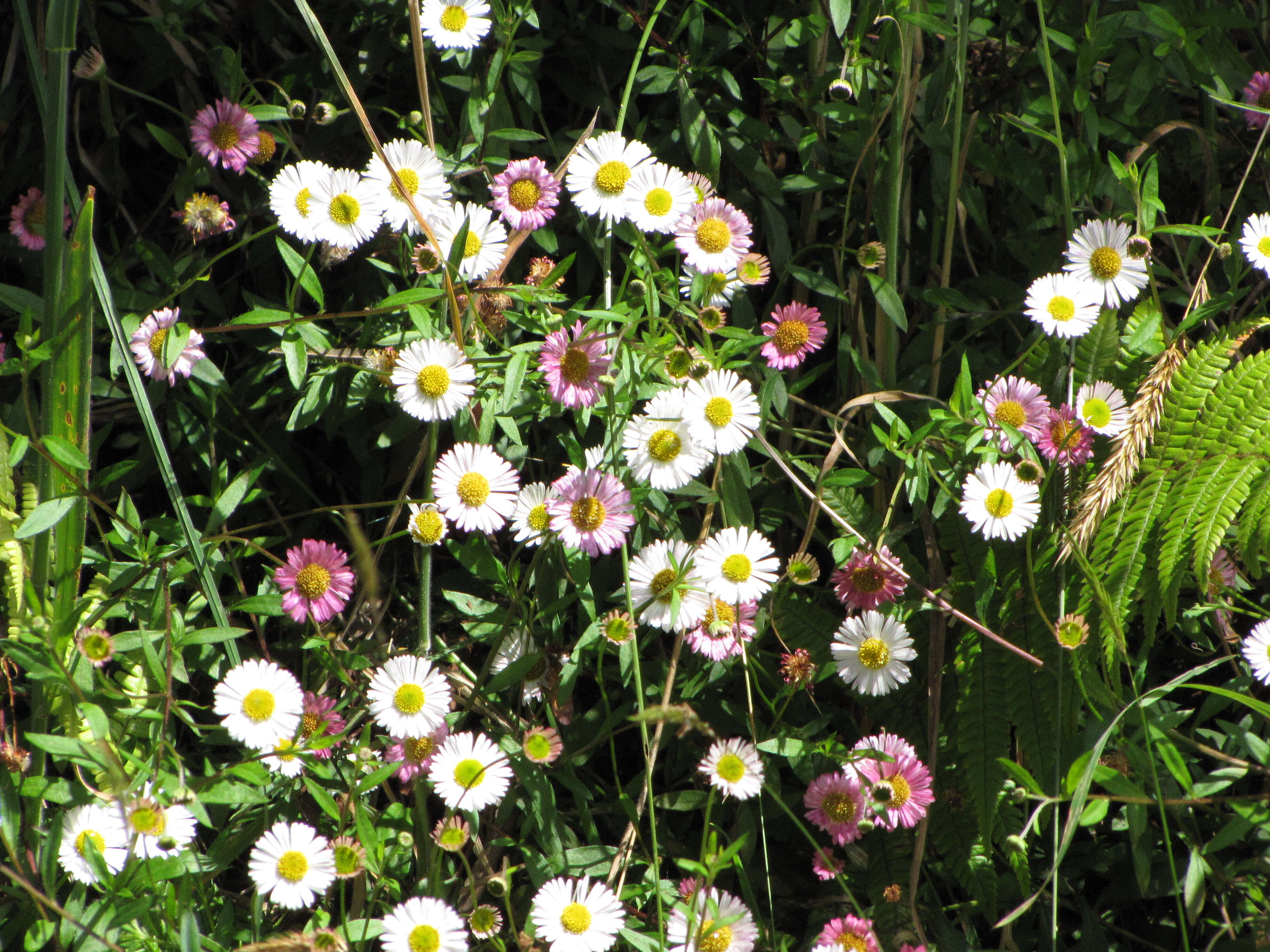 Sivun Erigeron karvinskianus DC. kuva