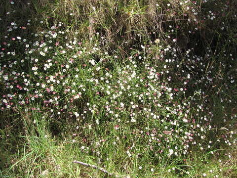 Image of Latin American Fleabane