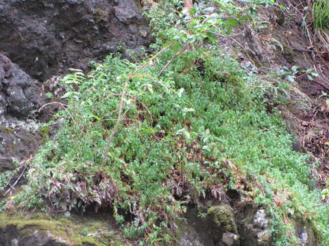 Image of Latin American Fleabane