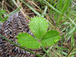 Image of beach strawberry