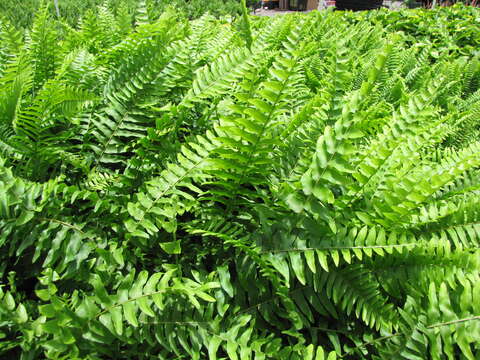 Image of sword ferns