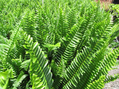 Image of sword ferns