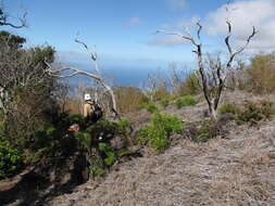 Image de Dicranopteris linearis (Burm. fil.) Underw.