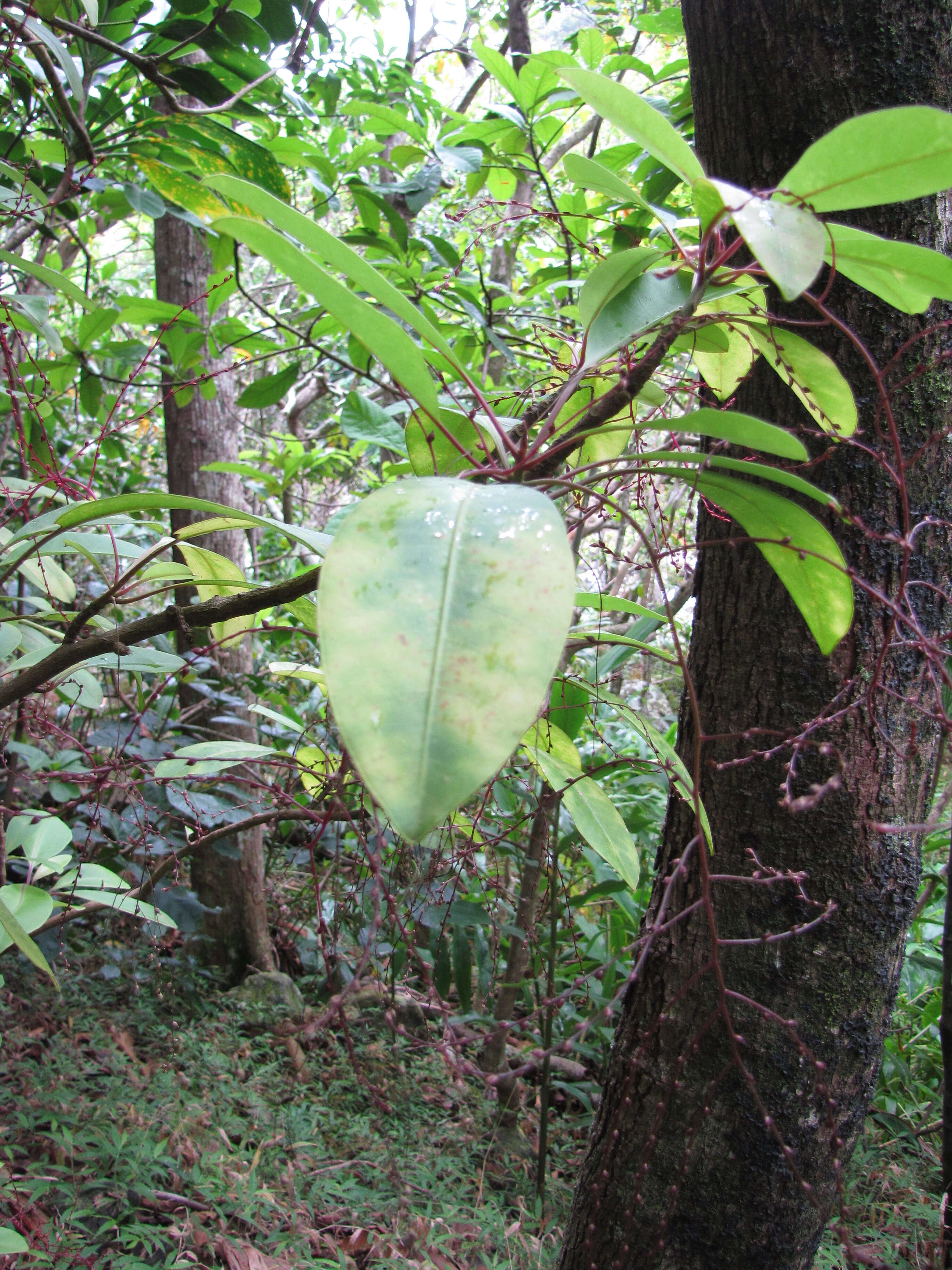 Image of broadleaf papala