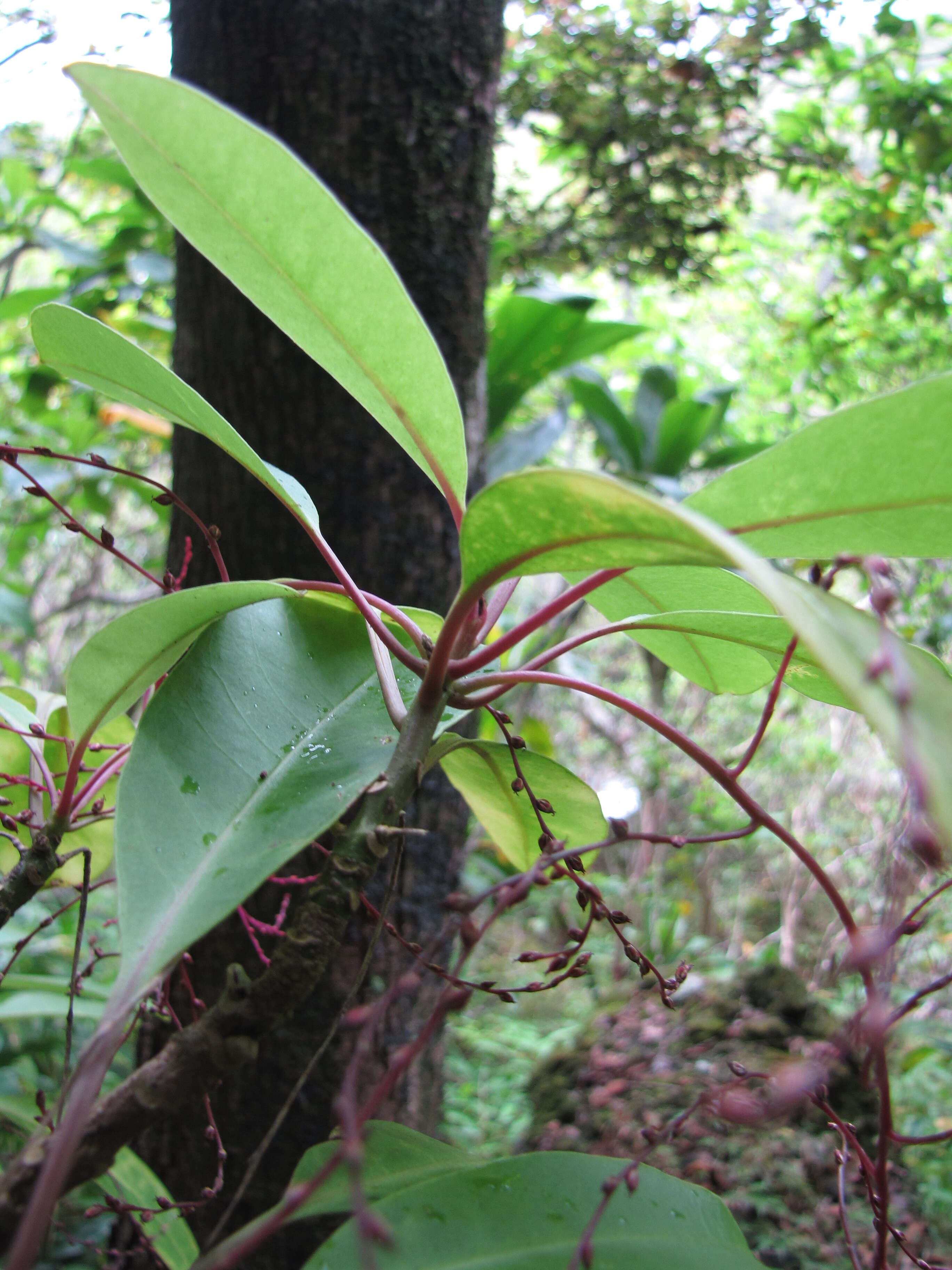 Image of broadleaf papala