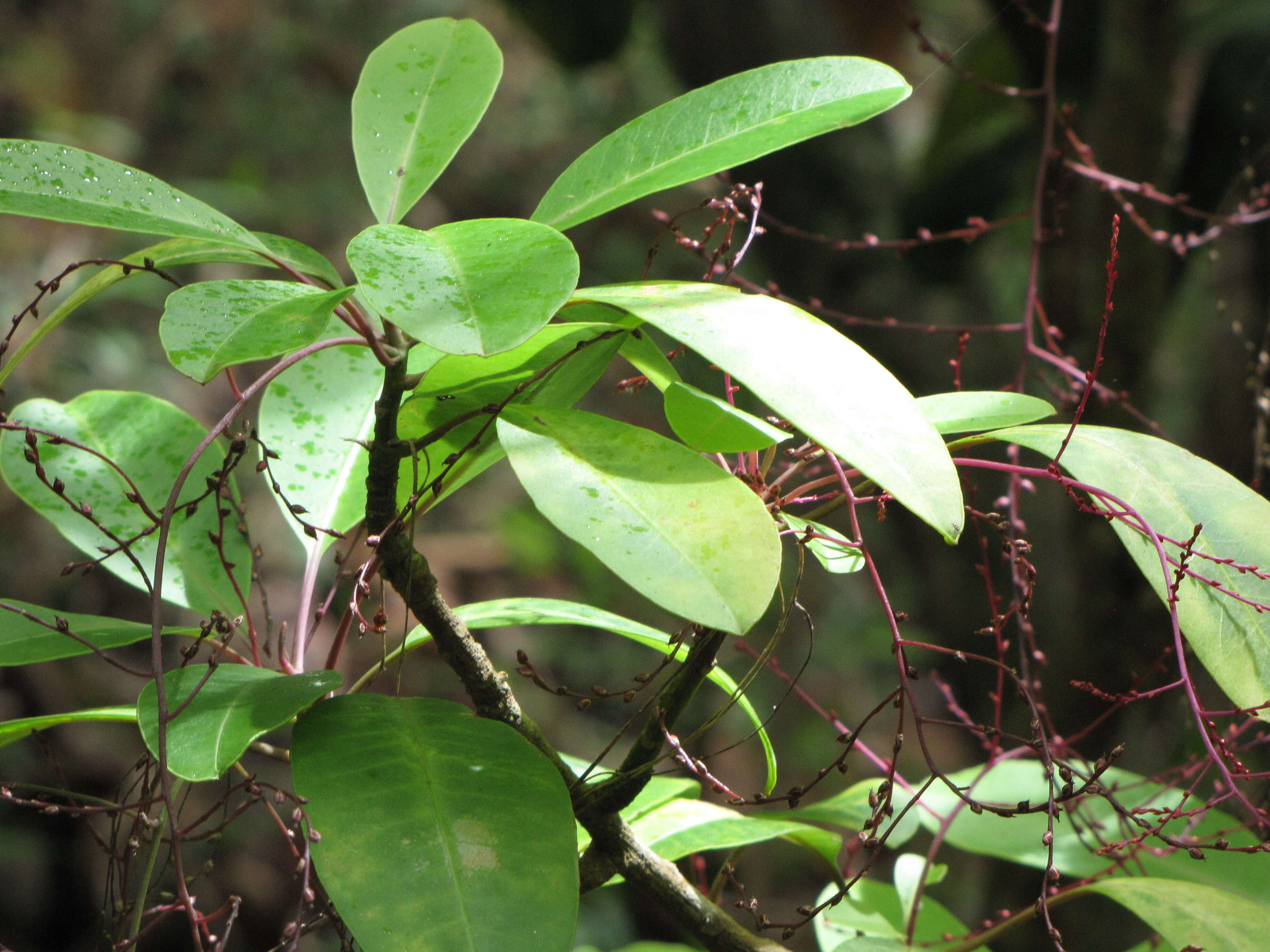 Image of broadleaf papala