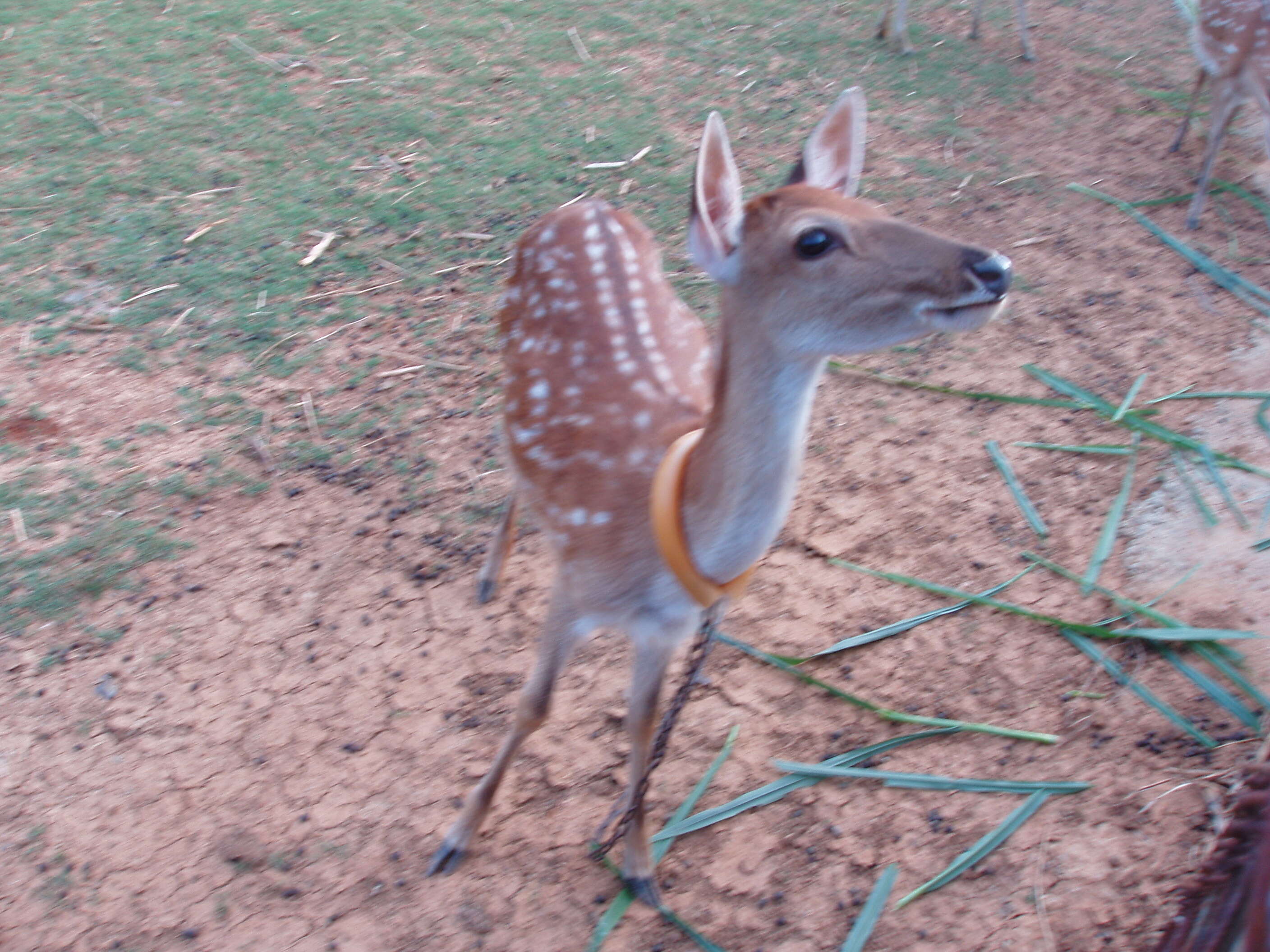 Image of Formosan sika deer