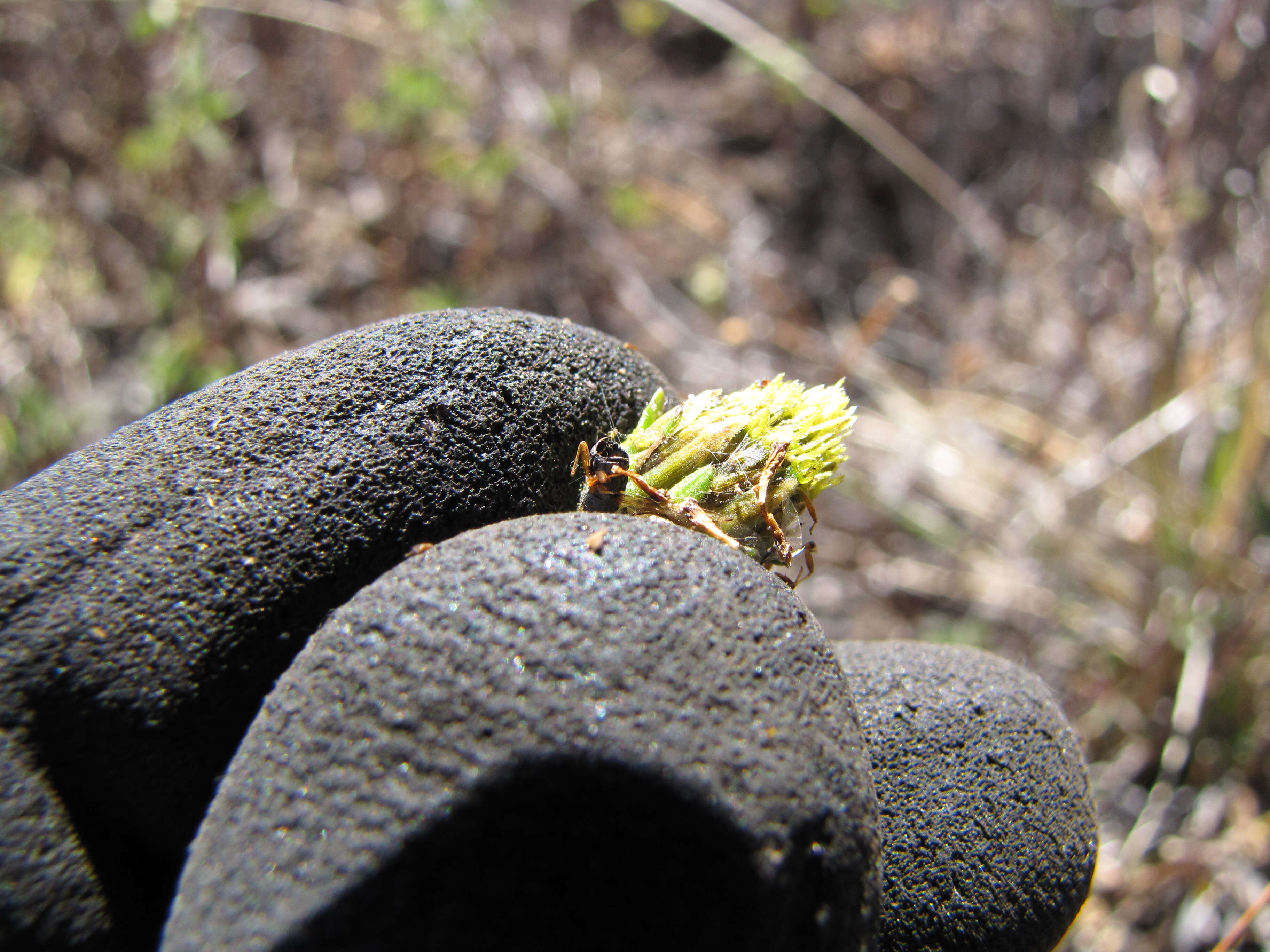 Image of hairy beggarticks