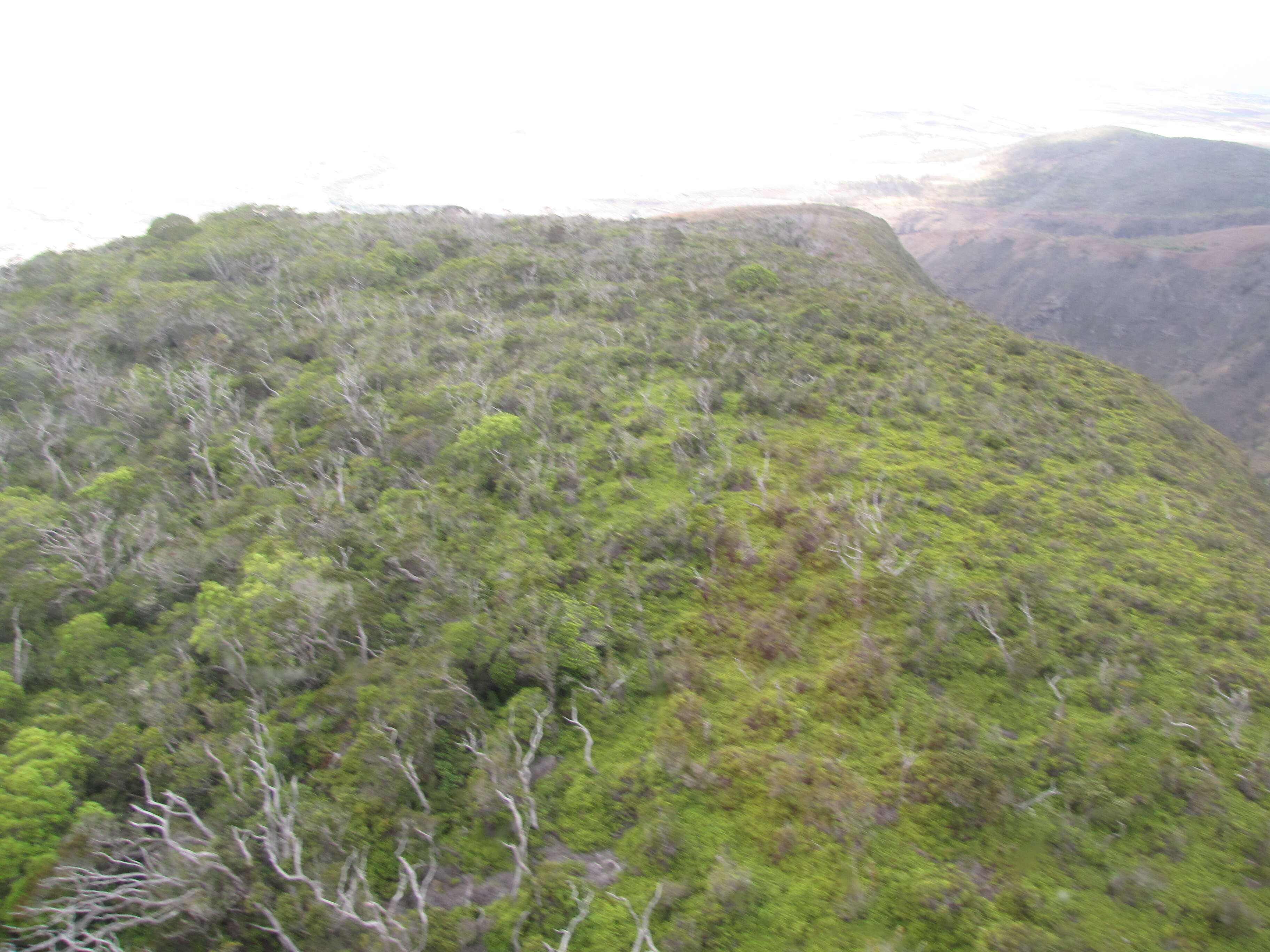 Image de Dicranopteris linearis (Burm. fil.) Underw.