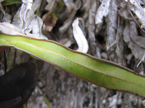 Imagem de Pteris cretica L.