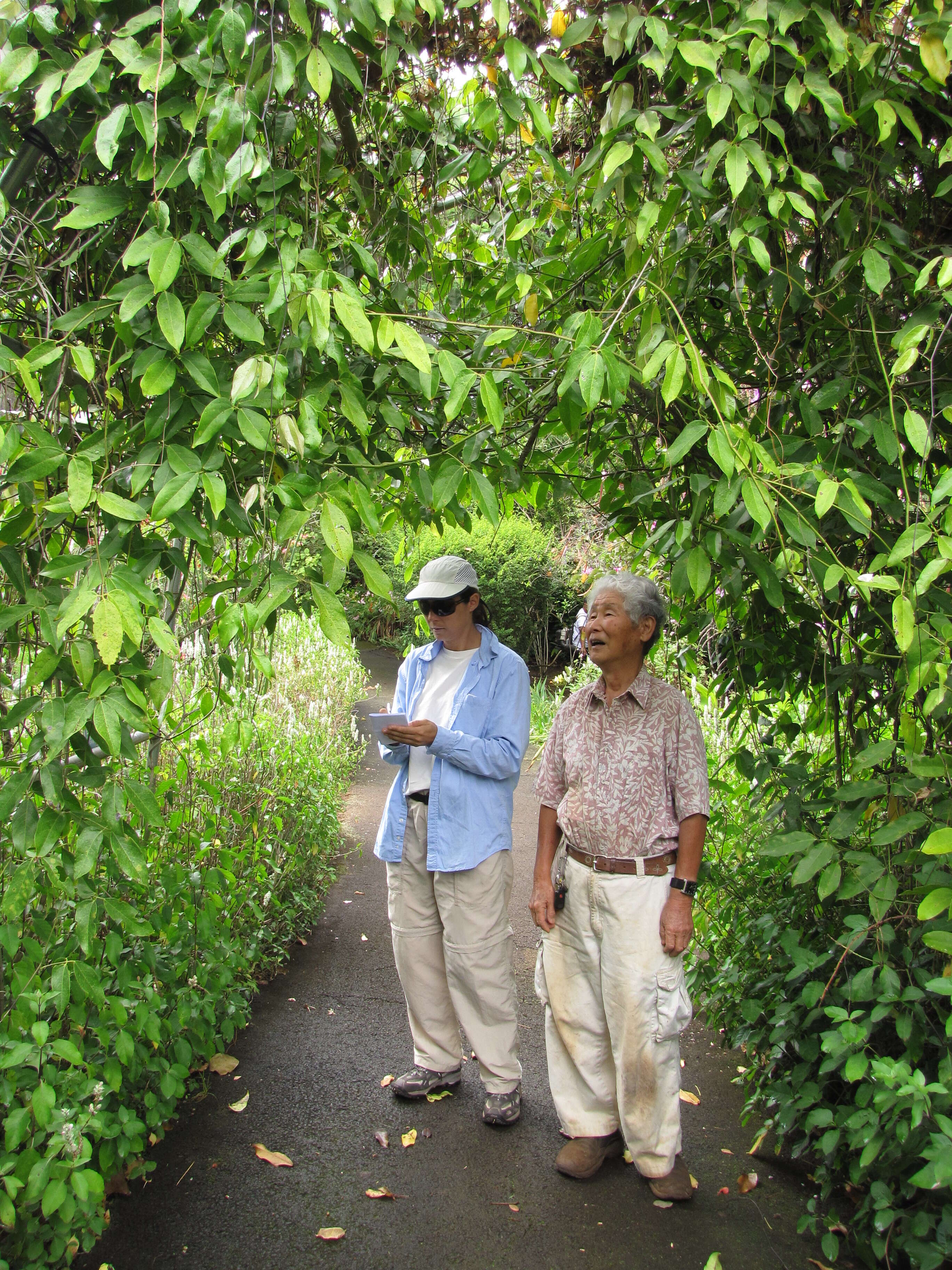 Image of Jade Vine