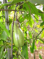 Image of Jade Vine