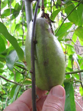 Image of Jade Vine