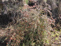 Image of silverleaf cotoneaster