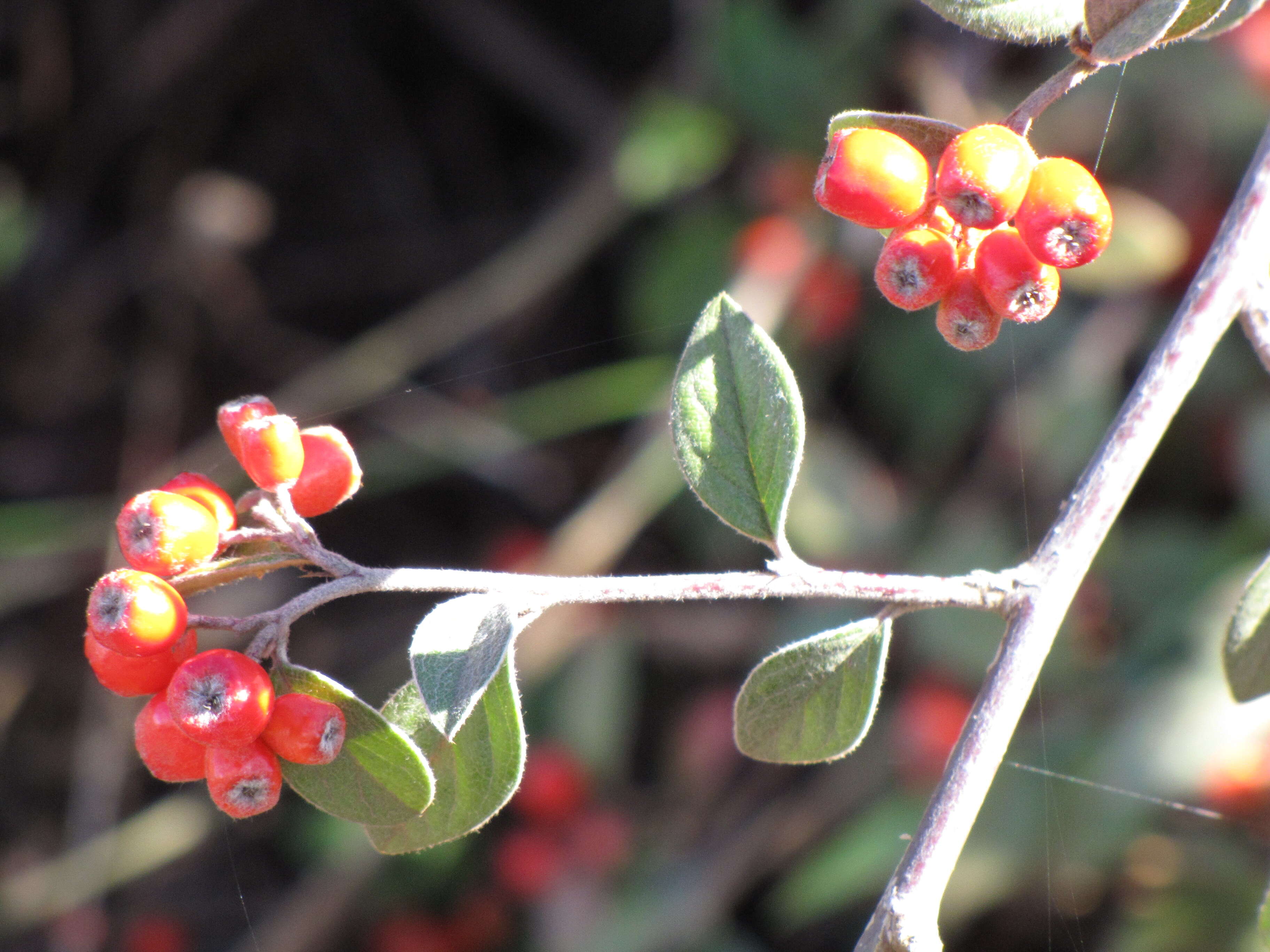 Sivun Cotoneaster pannosus Franch. kuva