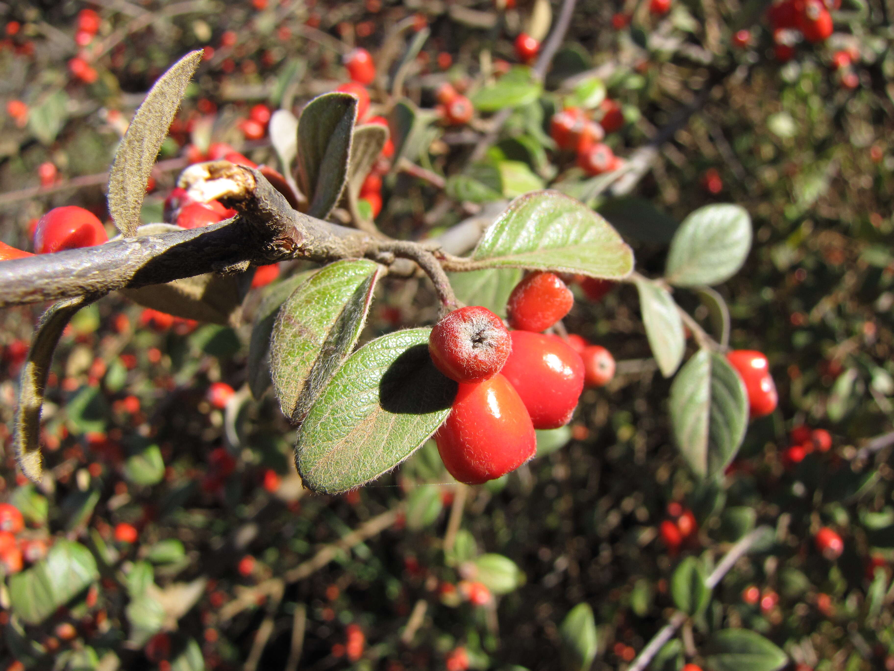 Sivun Cotoneaster pannosus Franch. kuva