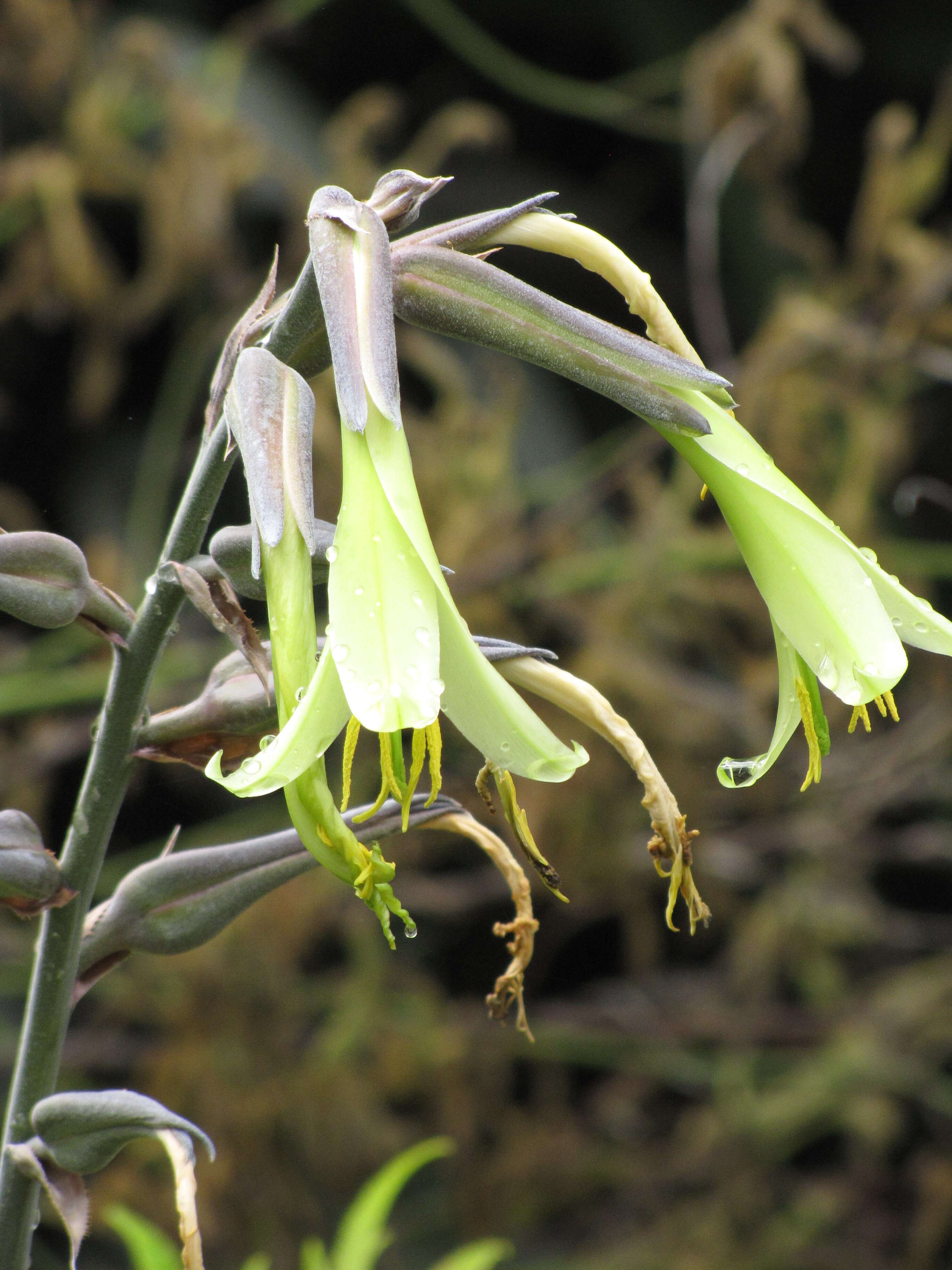 Image of Puya mirabilis (Mez) L. B. Sm.