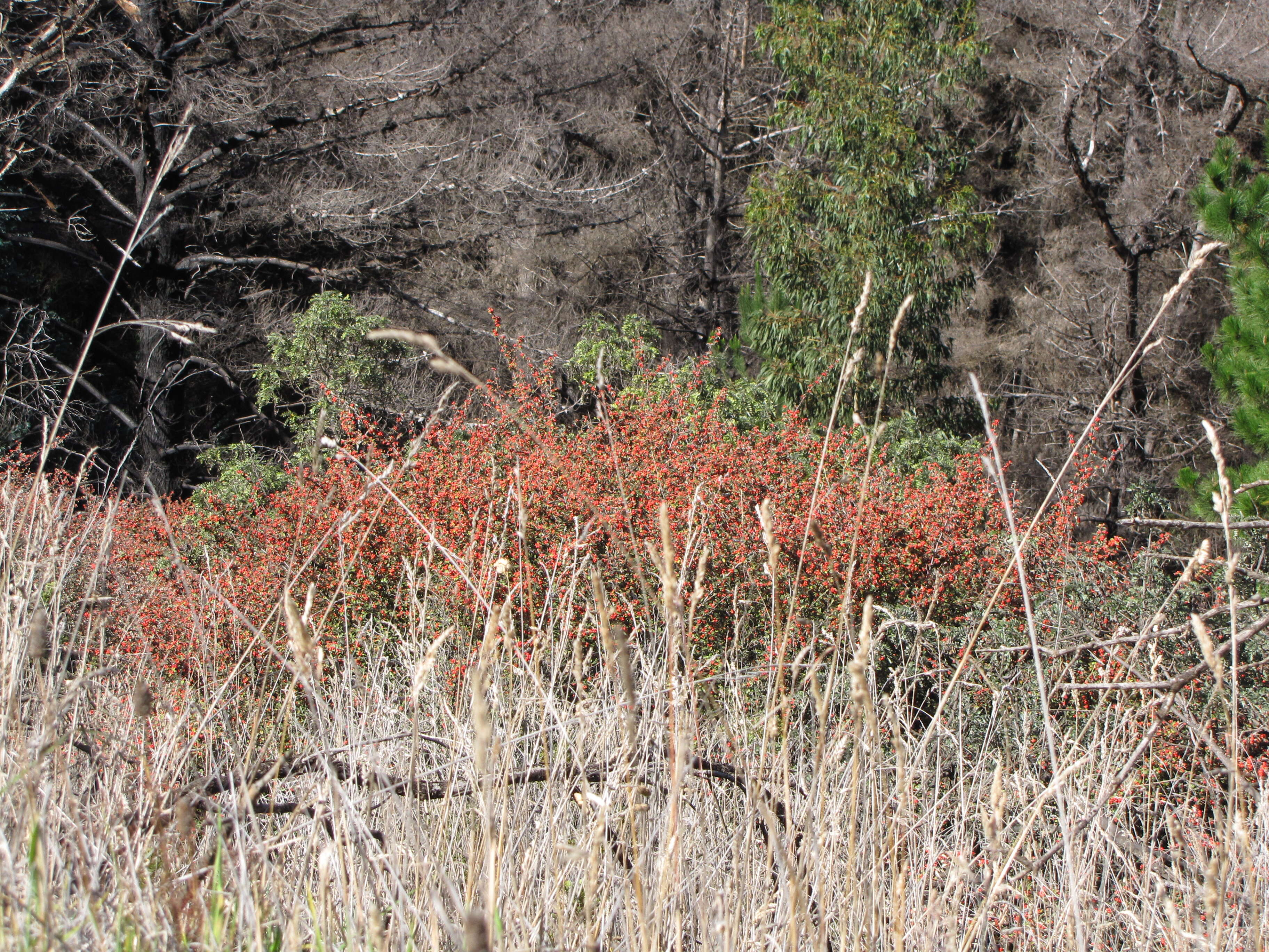 Image of silverleaf cotoneaster