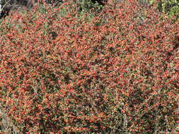 Image of silverleaf cotoneaster