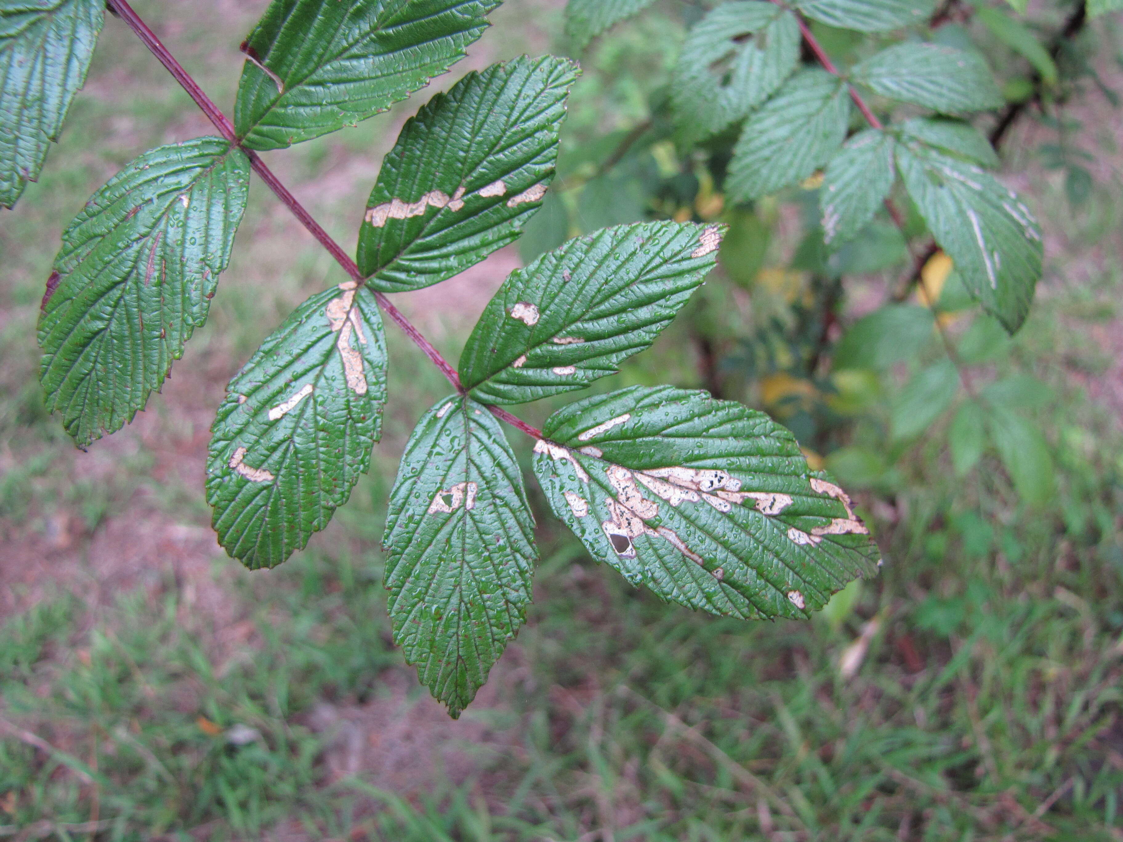 Image of Mysore raspberry