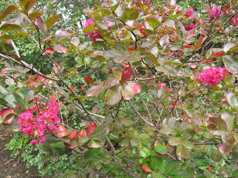 Image of Crape myrtle