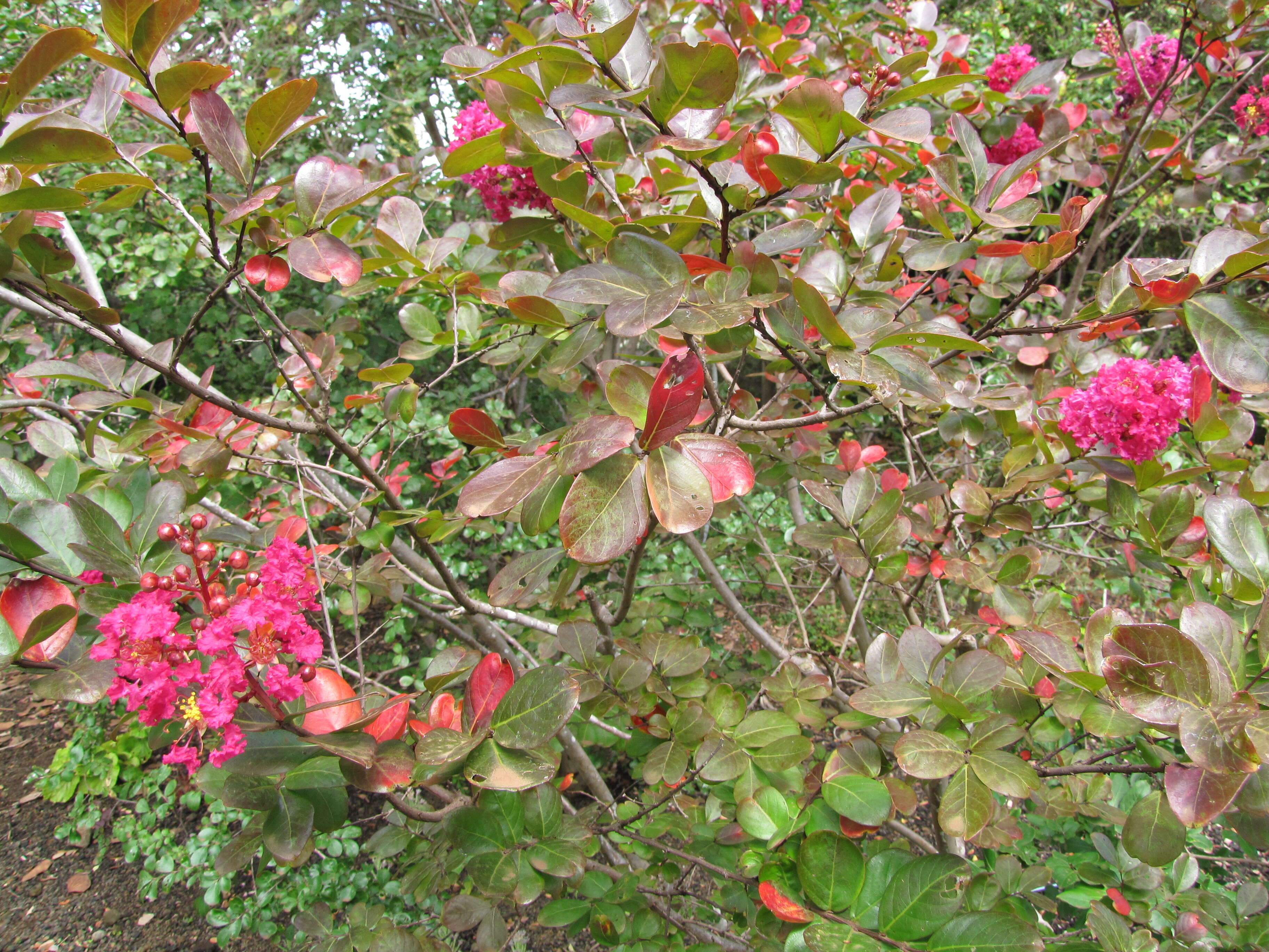 Image of Crape myrtle