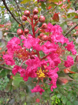 Image of Crape myrtle