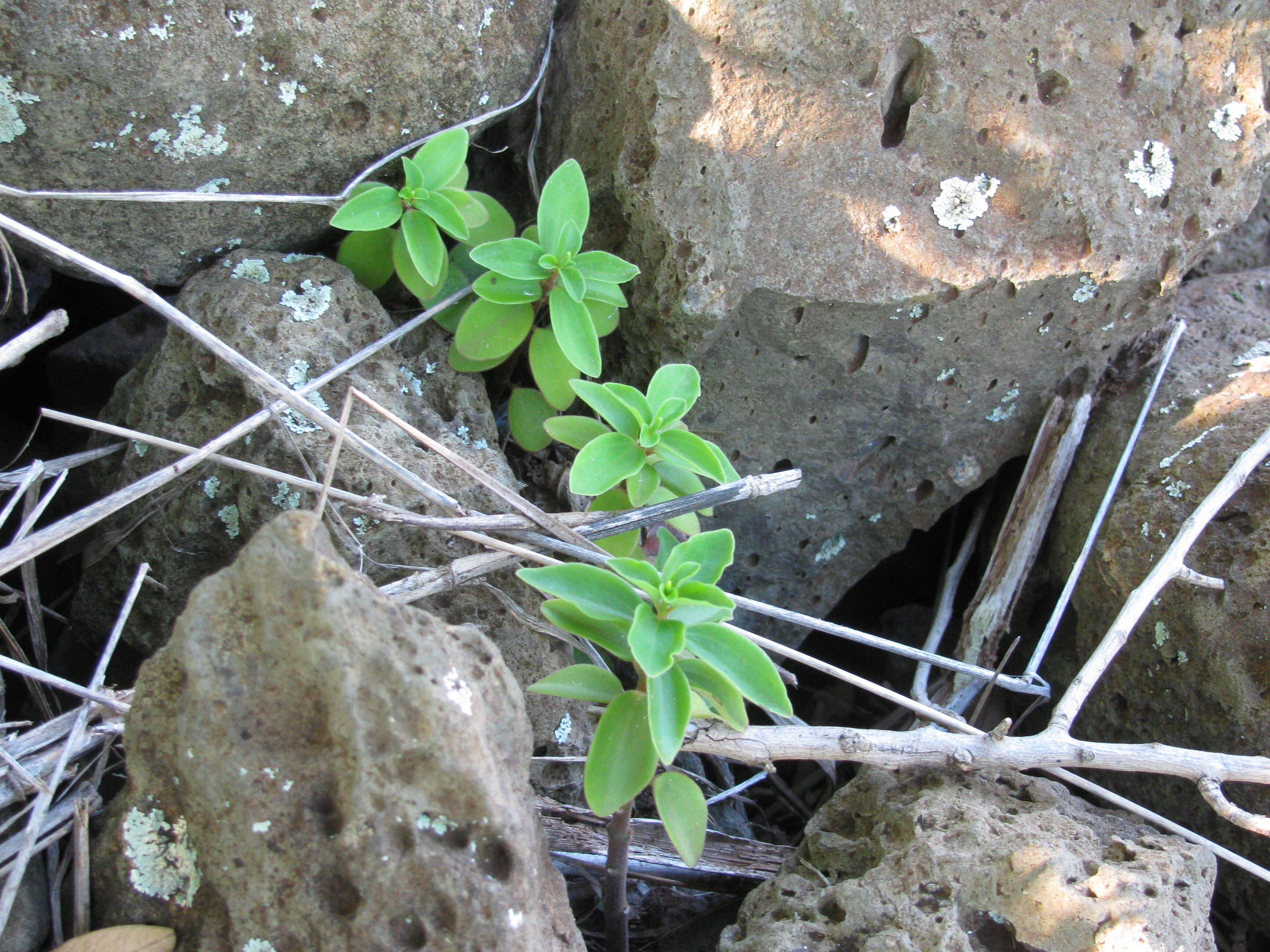 Image of arid-land peperomia