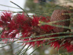 Image of Allocasuarina humilis (Otto & A. Dietr.) L. A. S. Johnson