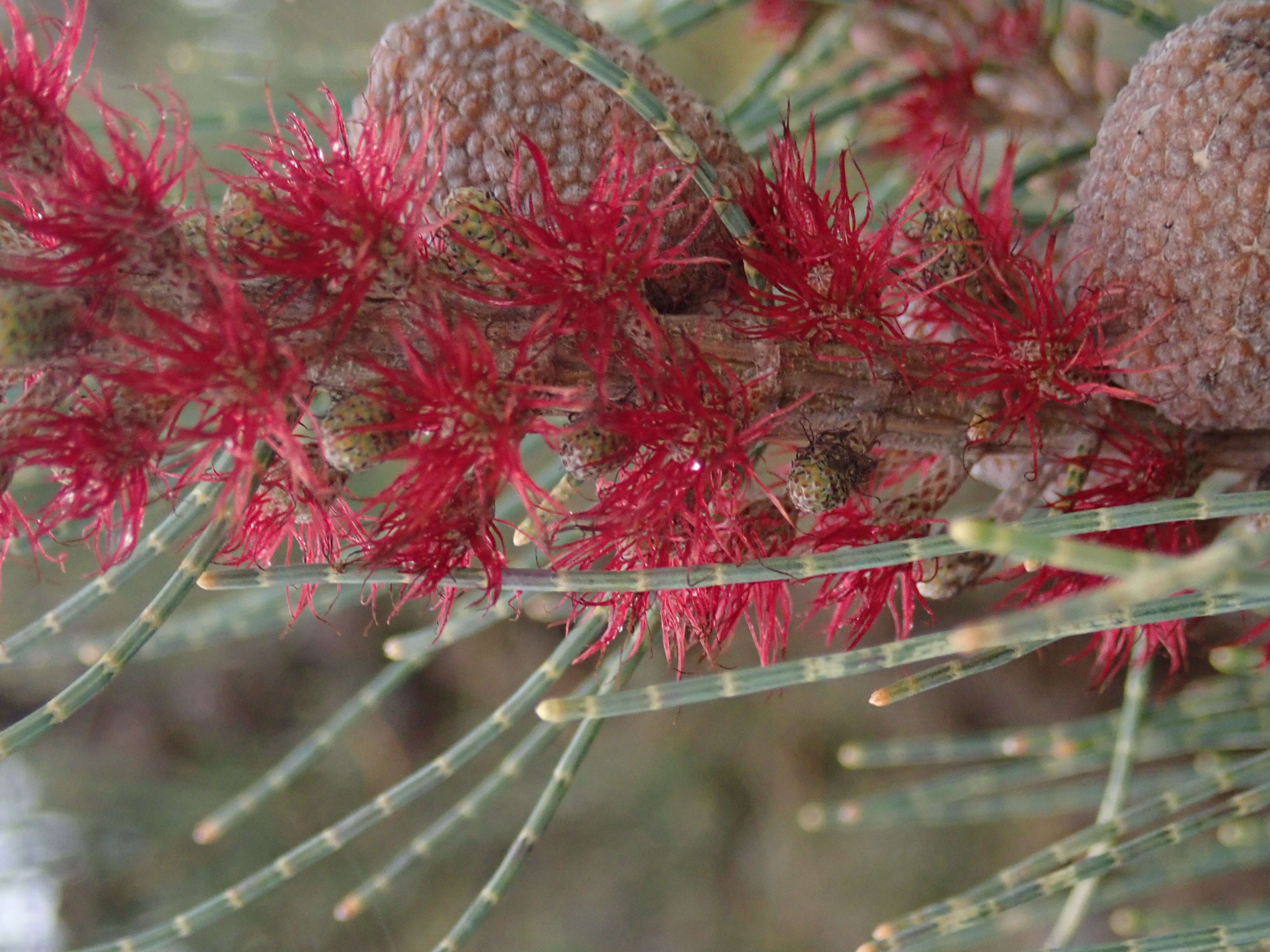 Image of Allocasuarina humilis (Otto & A. Dietr.) L. A. S. Johnson