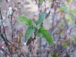 Image of hairy beggarticks