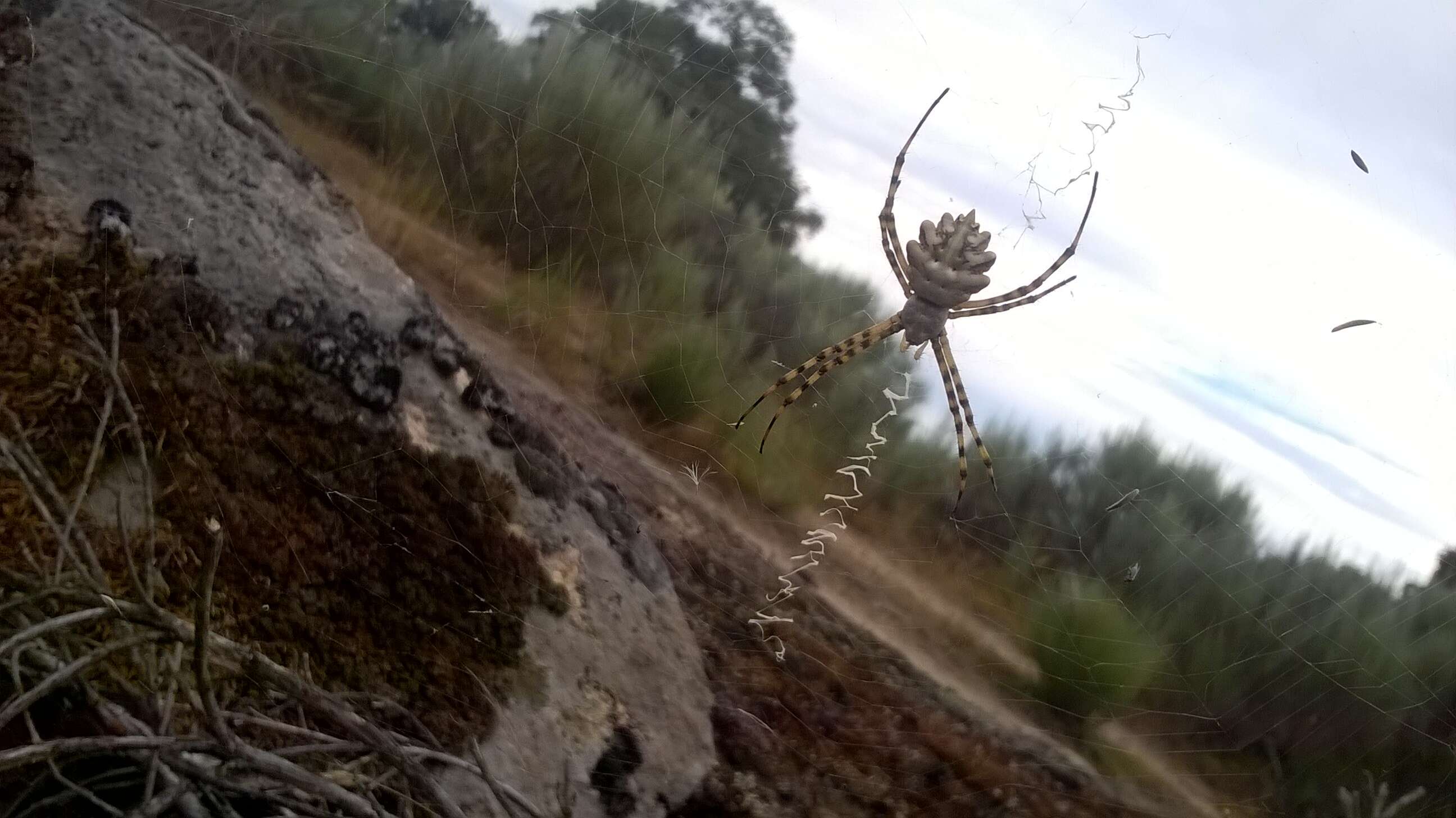 Image of Argiope lobata (Pallas 1772)