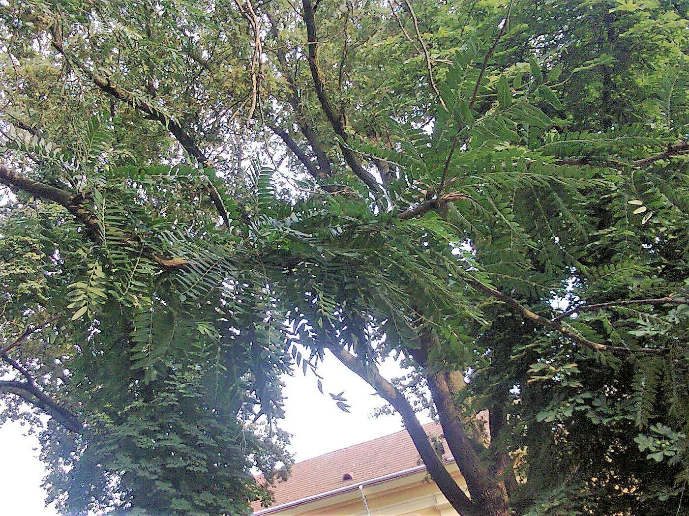 Image of Honey Locust