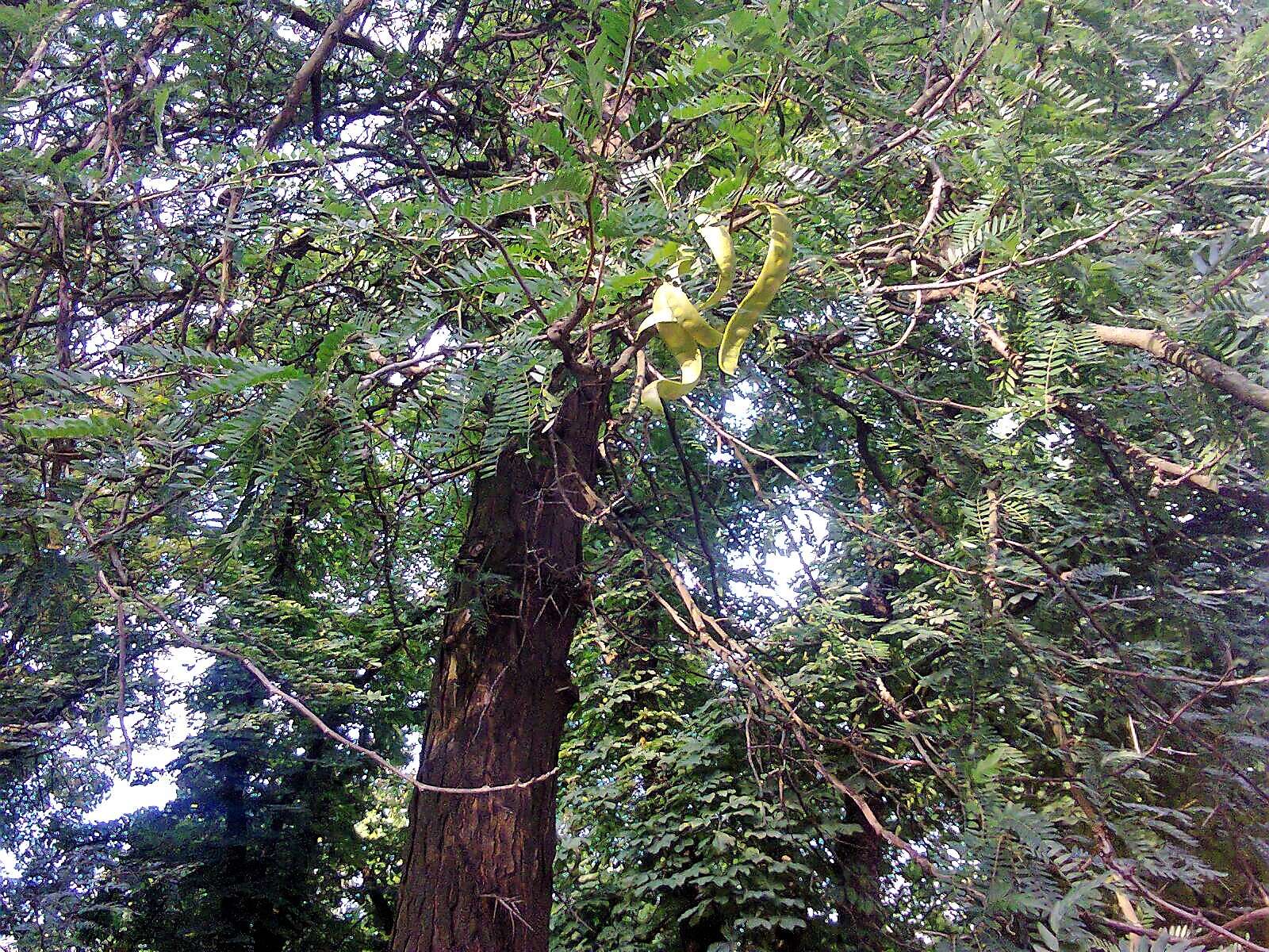 Plancia ëd Gleditsia triacanthos L.