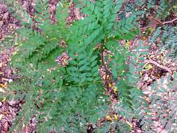 Plancia ëd Gleditsia triacanthos L.