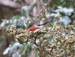 Sivun Cotoneaster pannosus Franch. kuva