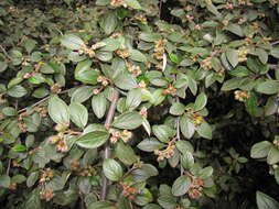 Image of silverleaf cotoneaster