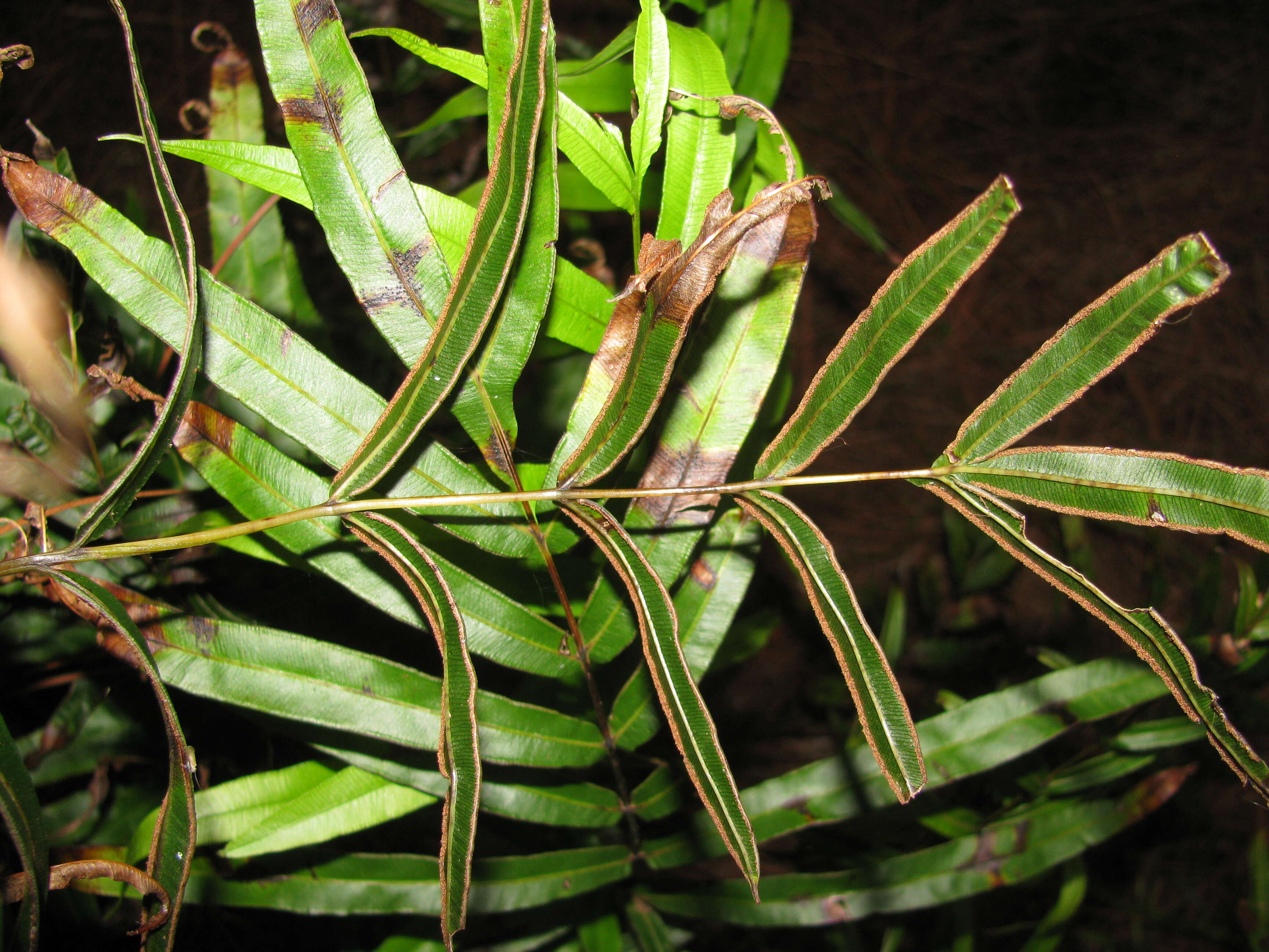 Imagem de Pteris cretica L.