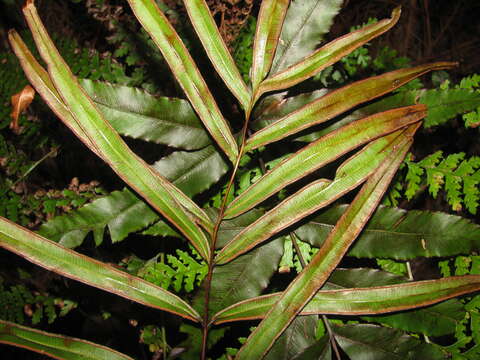 Imagem de Pteris cretica L.