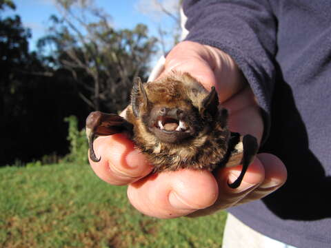 Image of Hawaiian Hoary Bat