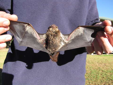 Image of Hawaiian Hoary Bat