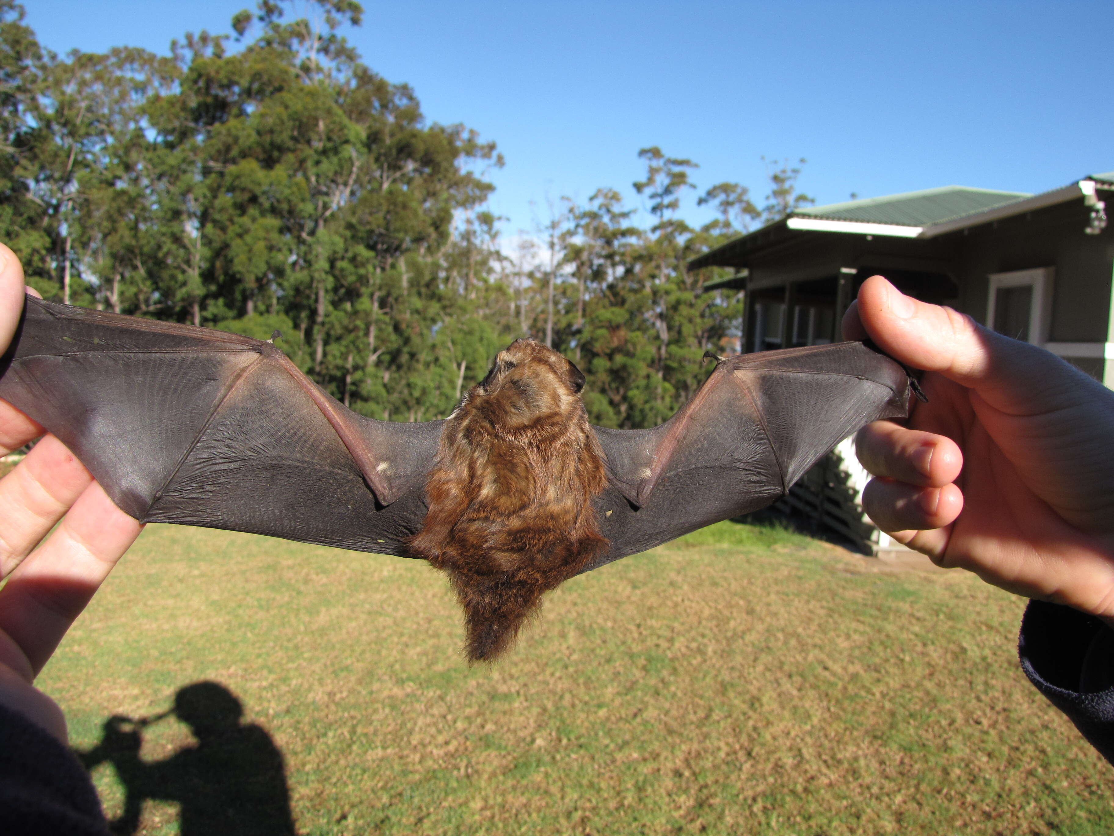 Image of Hawaiian Hoary Bat