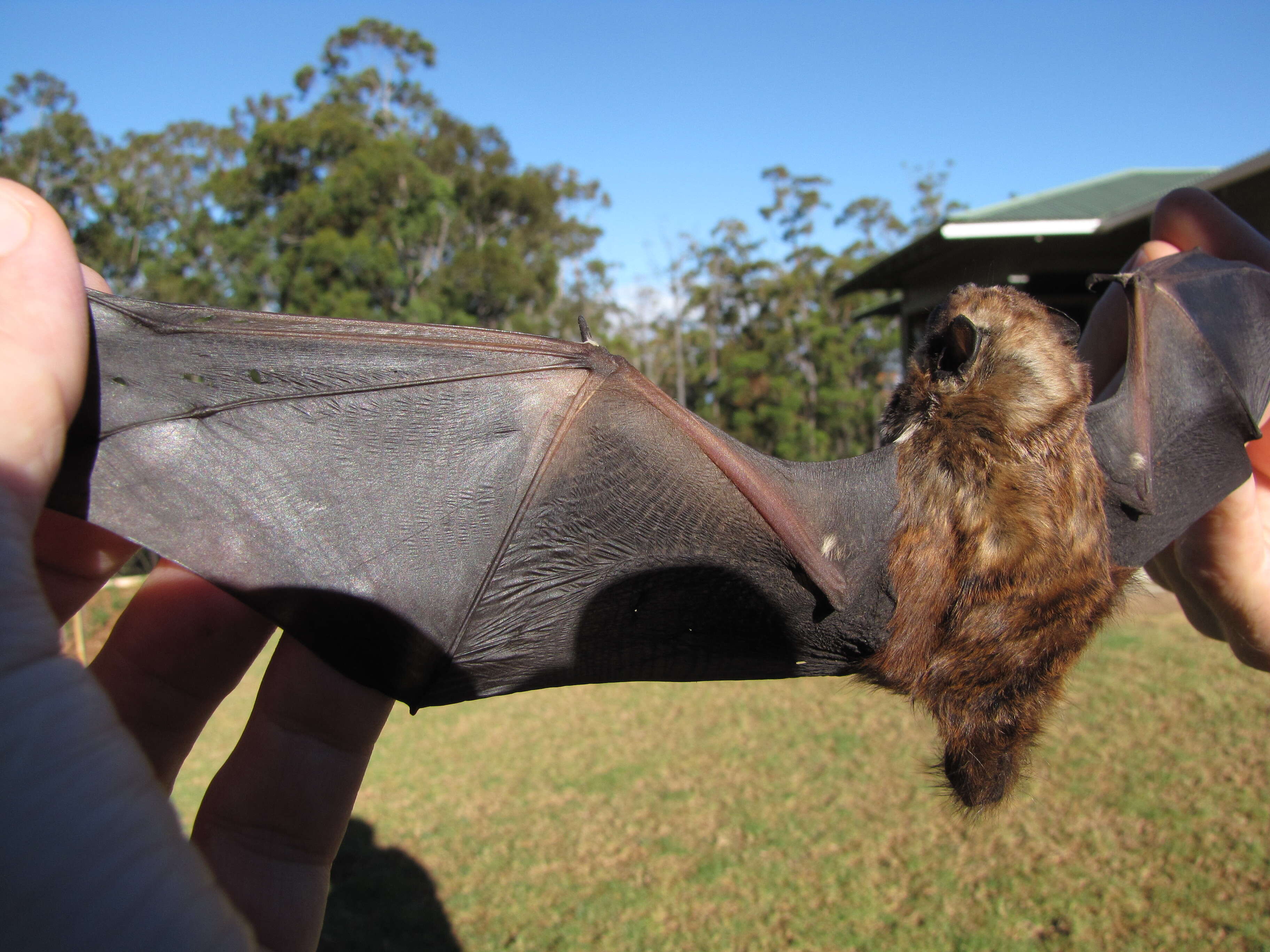 Image of Hawaiian Hoary Bat