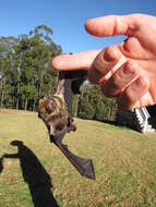 Image of Hawaiian Hoary Bat