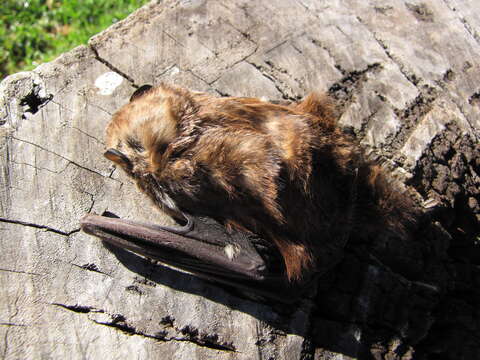 Image of Hawaiian Hoary Bat