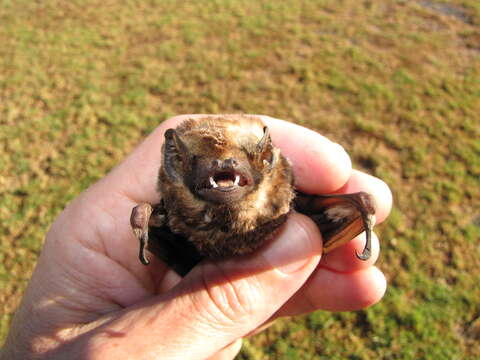 Image of Hawaiian Hoary Bat